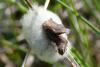 227937 – Photo : Jean-Luc Bluem – France (68)